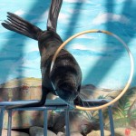 Seal with hoop